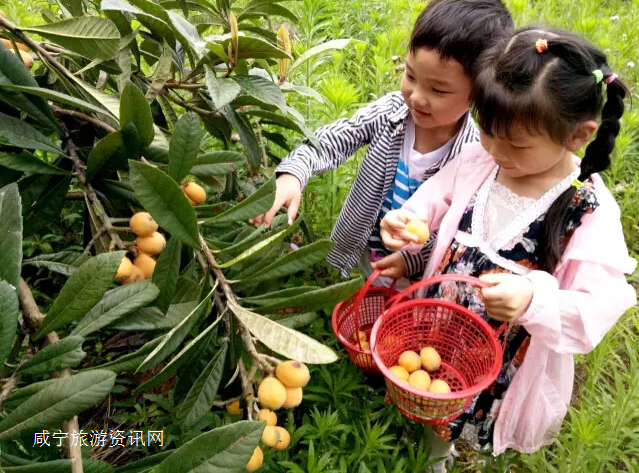 河北曲周1500余亩苹果迎来采摘季